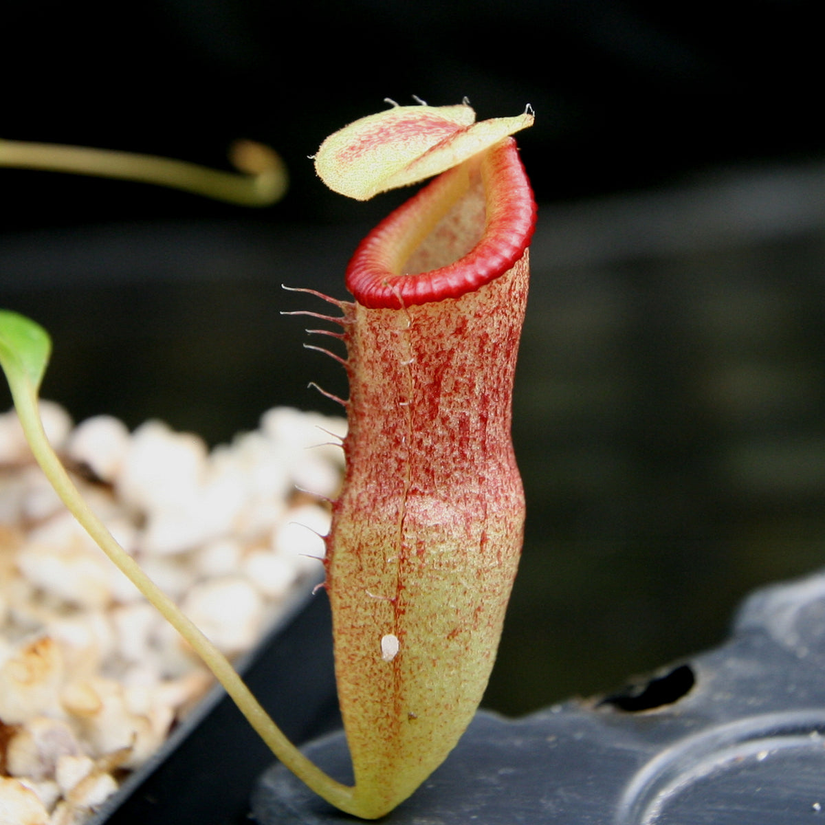 Nepenthes burkei x flava, BE-4046 – Carnivero