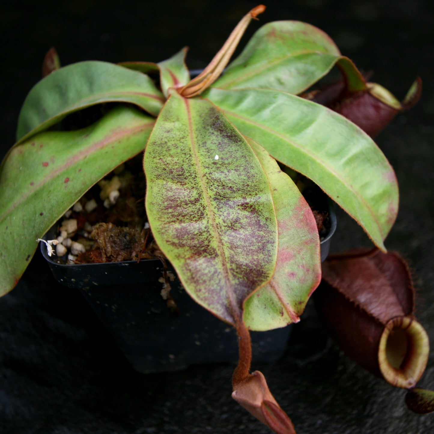 Nepenthes (Viking x ampullaria Red) x (Viking x ampullaria 'Black Miracle')