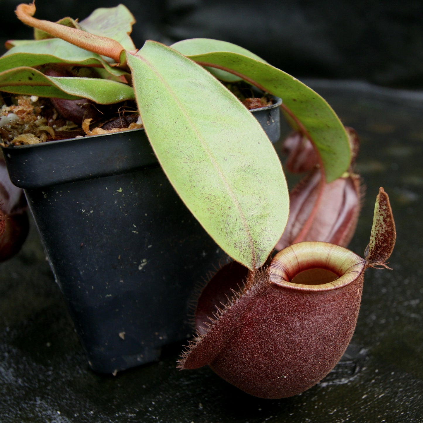 Nepenthes (Viking x ampullaria Red) x (Viking x ampullaria 'Black Miracle')