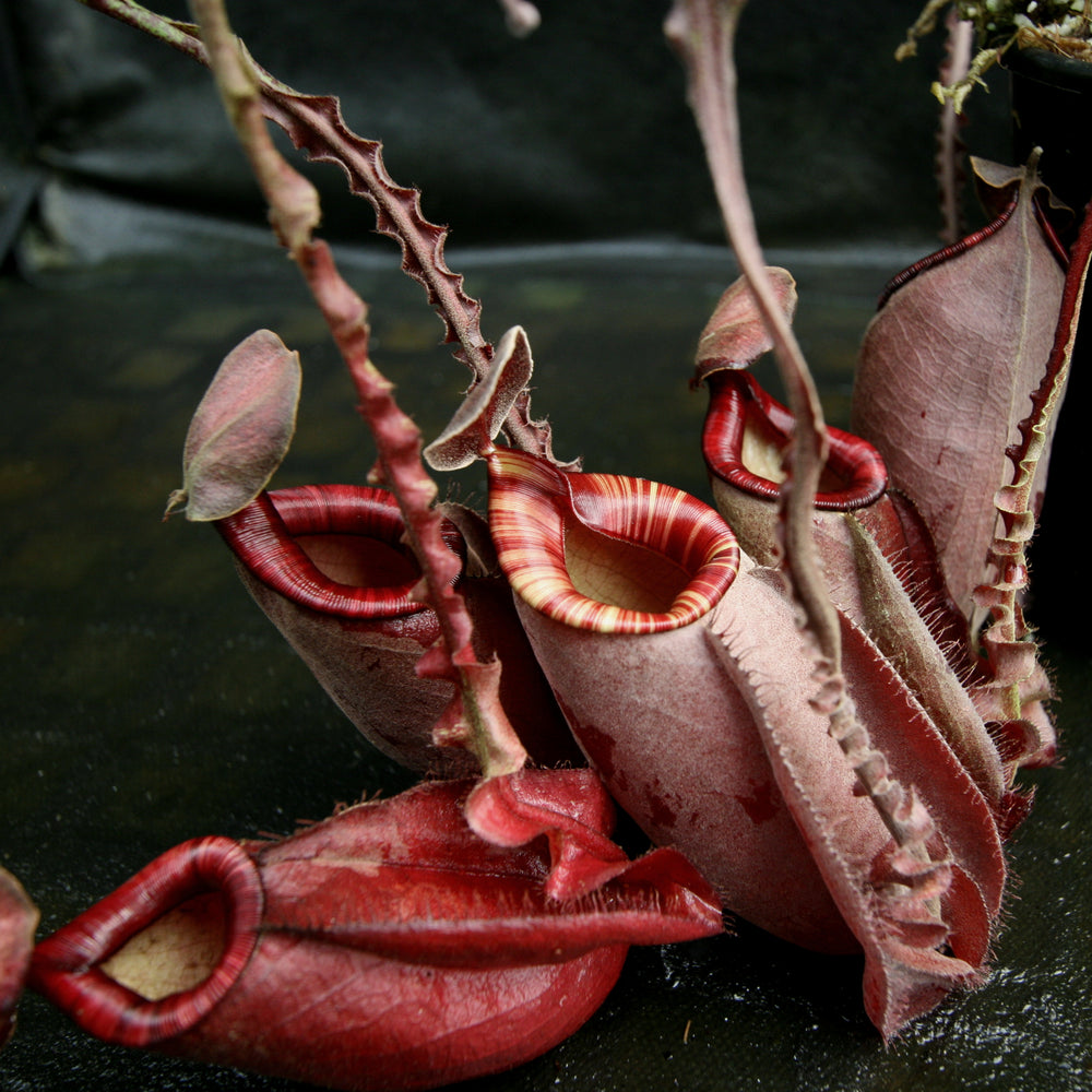 Nepenthes mirabilis winged x ampullaria Black Miracle