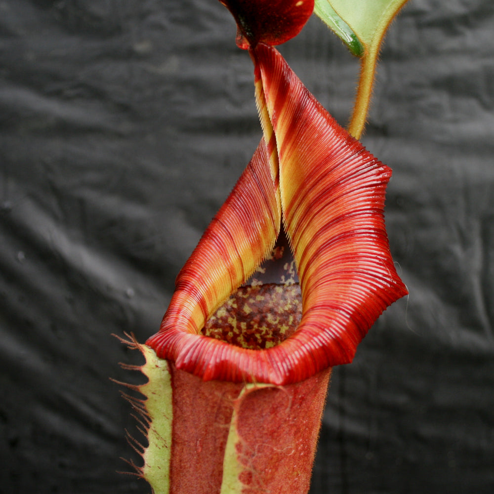 Nepenthes [(lowii x veitchii) x boschiana)] x veitchii 