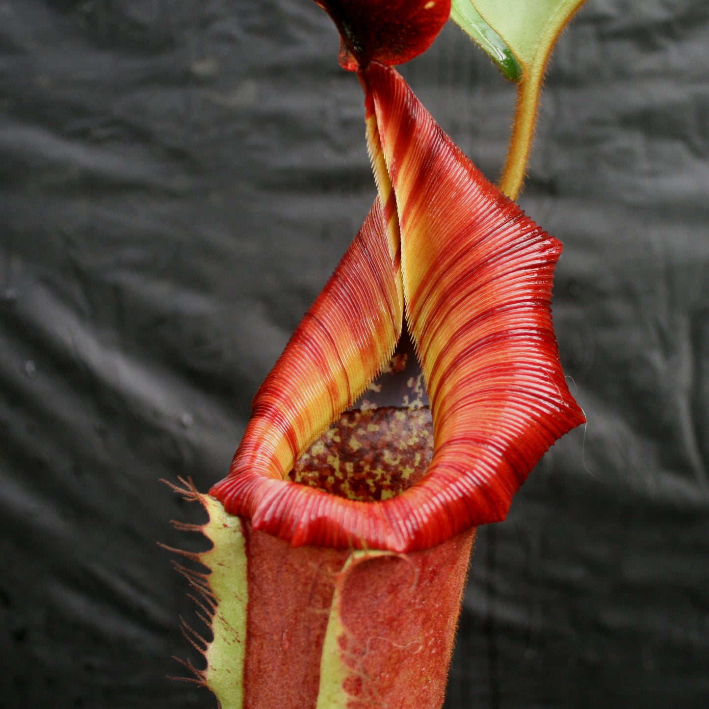 Nepenthes [(lowii x veitchii) x boschiana)] x veitchii "The Wave", CAR-0109