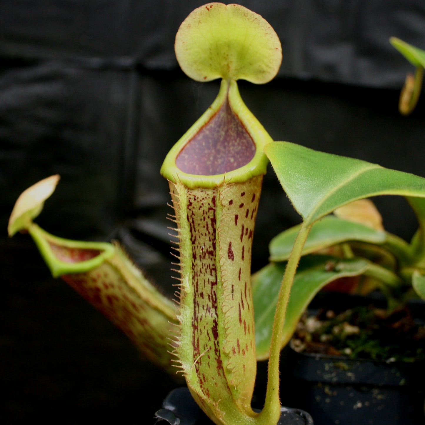 Nepenthes (truncata x campanulata) x platychila "white" , CAR-0090 pitcher plant, carnivorous plant, collectors plant, large pitchers, rare plants