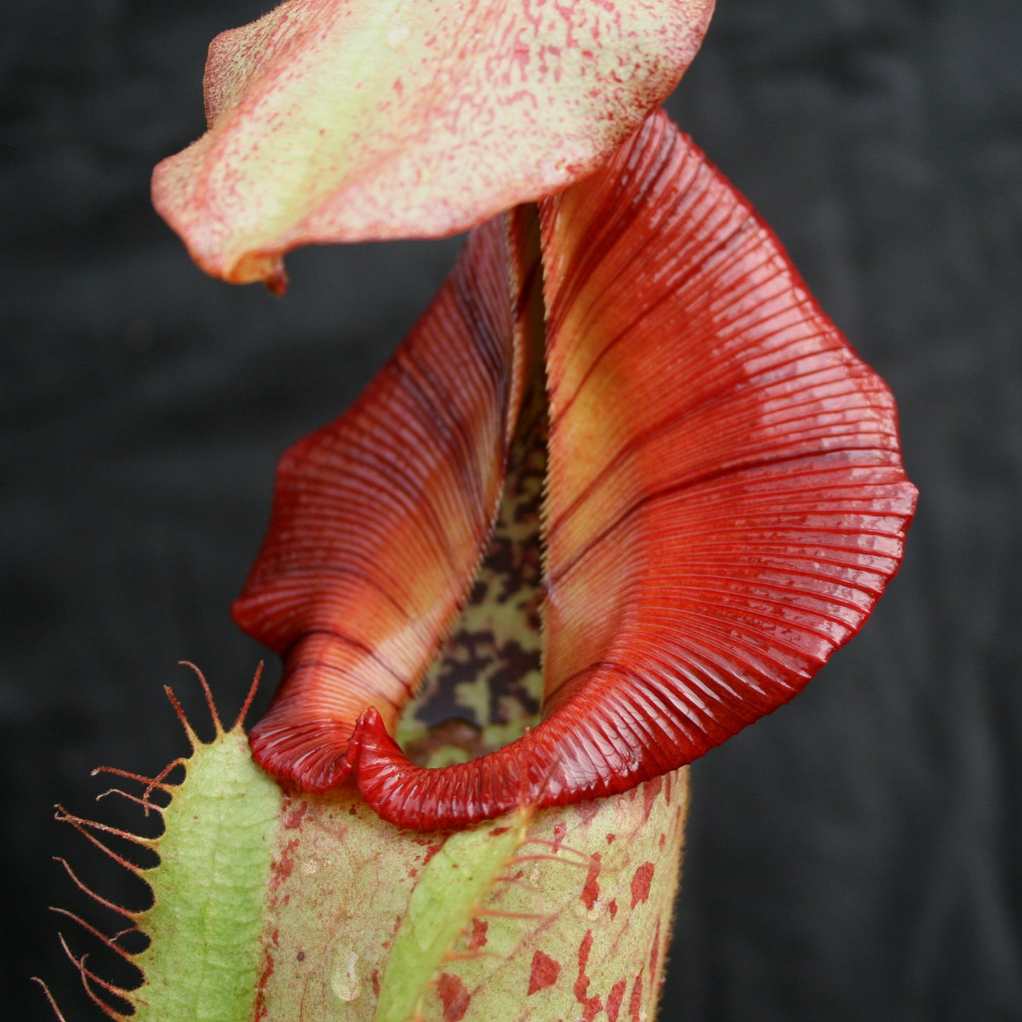 Nepenthes (Rokko x boschiana) x veitchii, CAR-0122