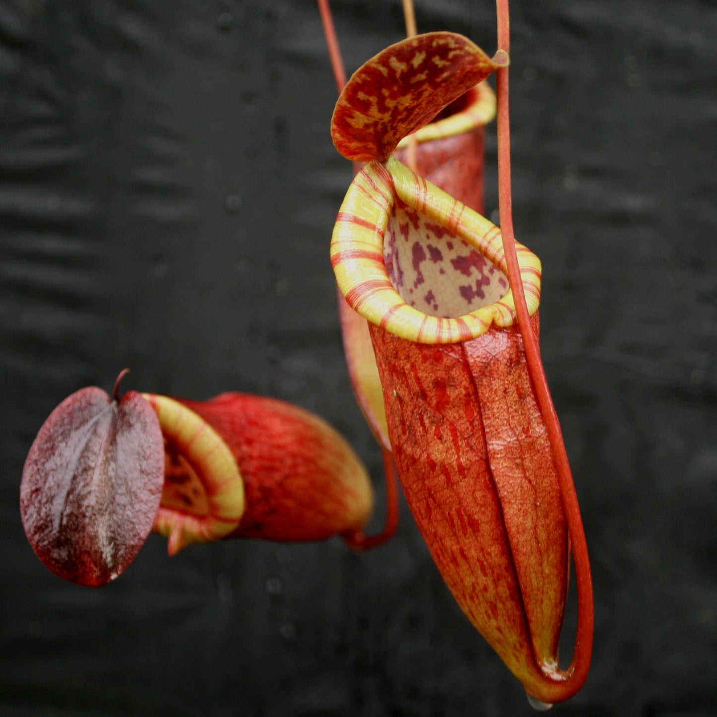 Nepenthes eustachya x tenuis