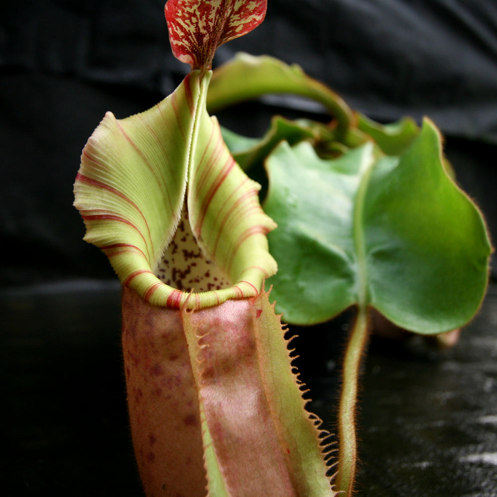 Nepenthes veitchii (