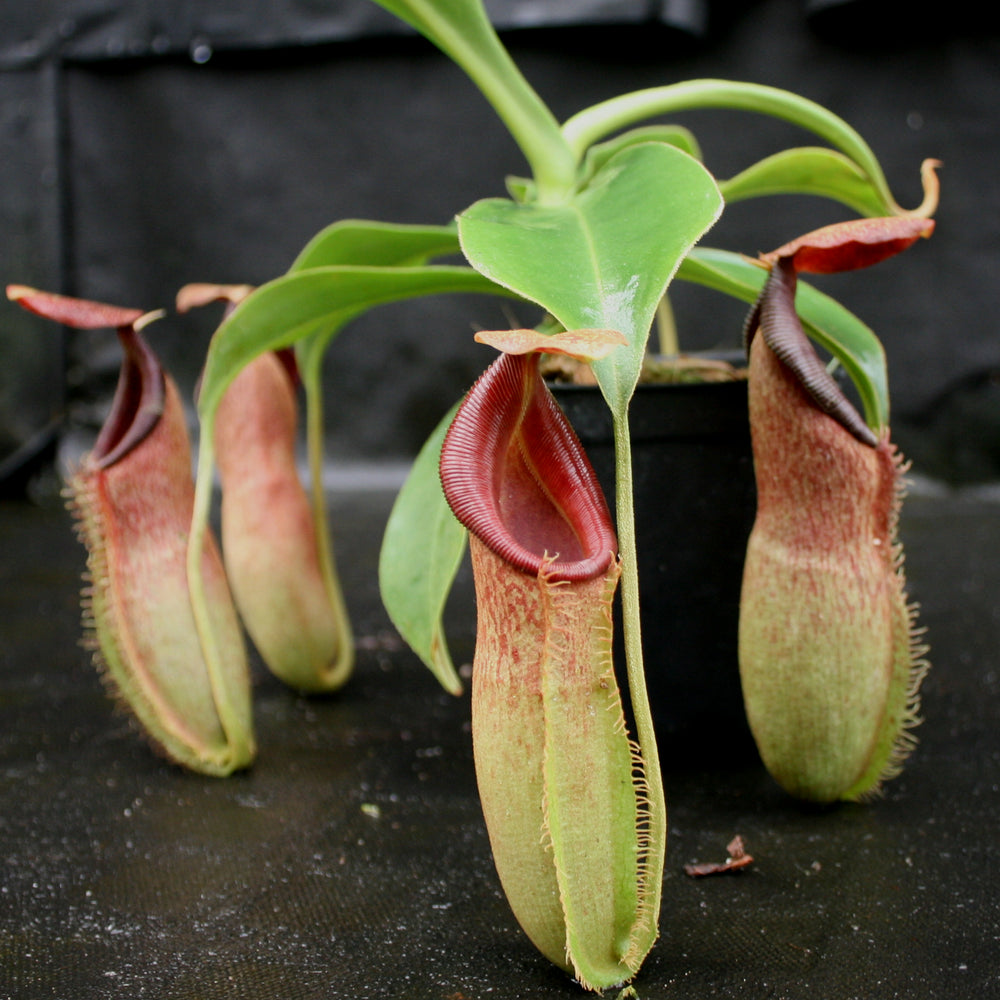 Nepenthes (spathulata x spectabilis) 