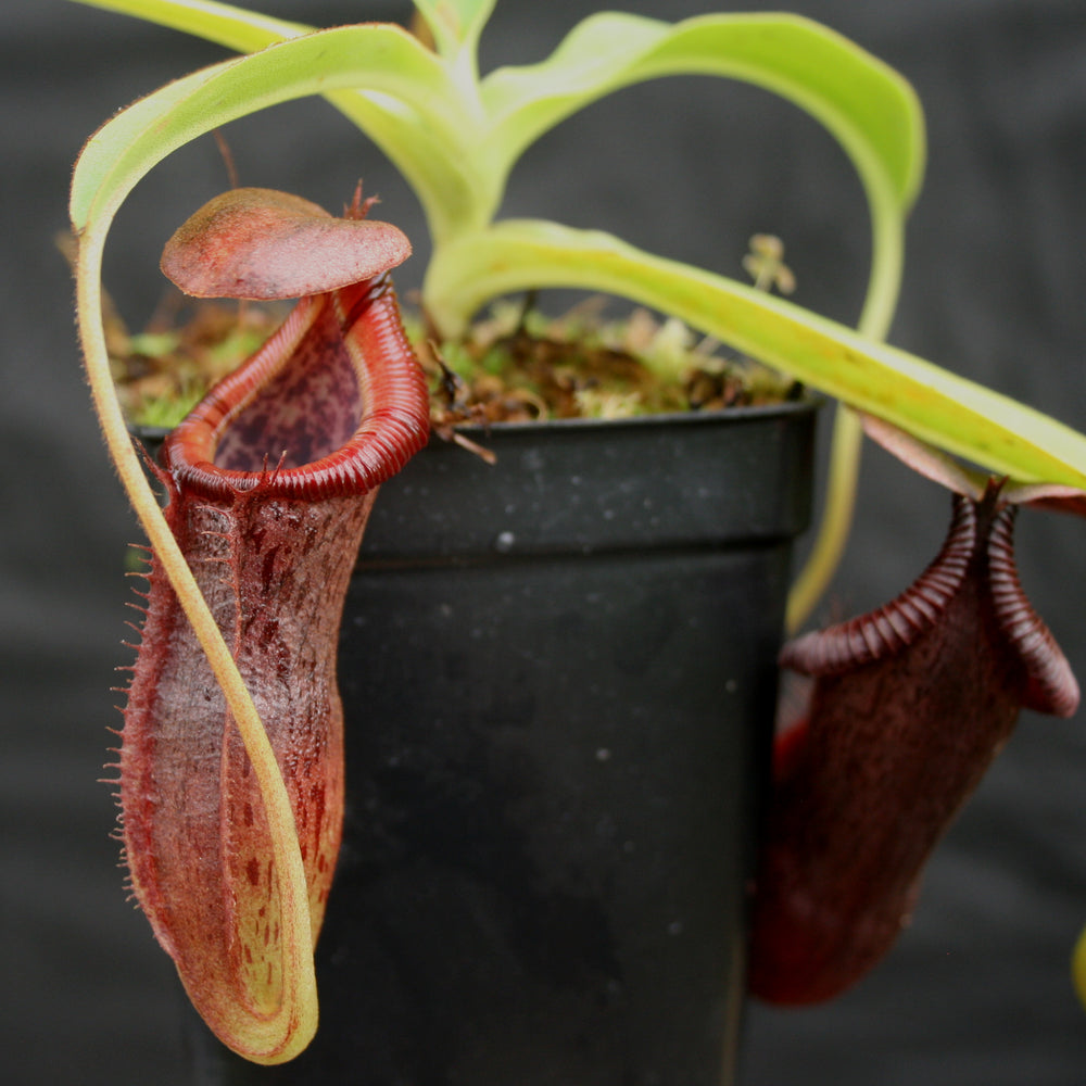 
                      
                        Nepenthes singalana x (burbidgeae x edwardsiana), BE-3984
                      
                    