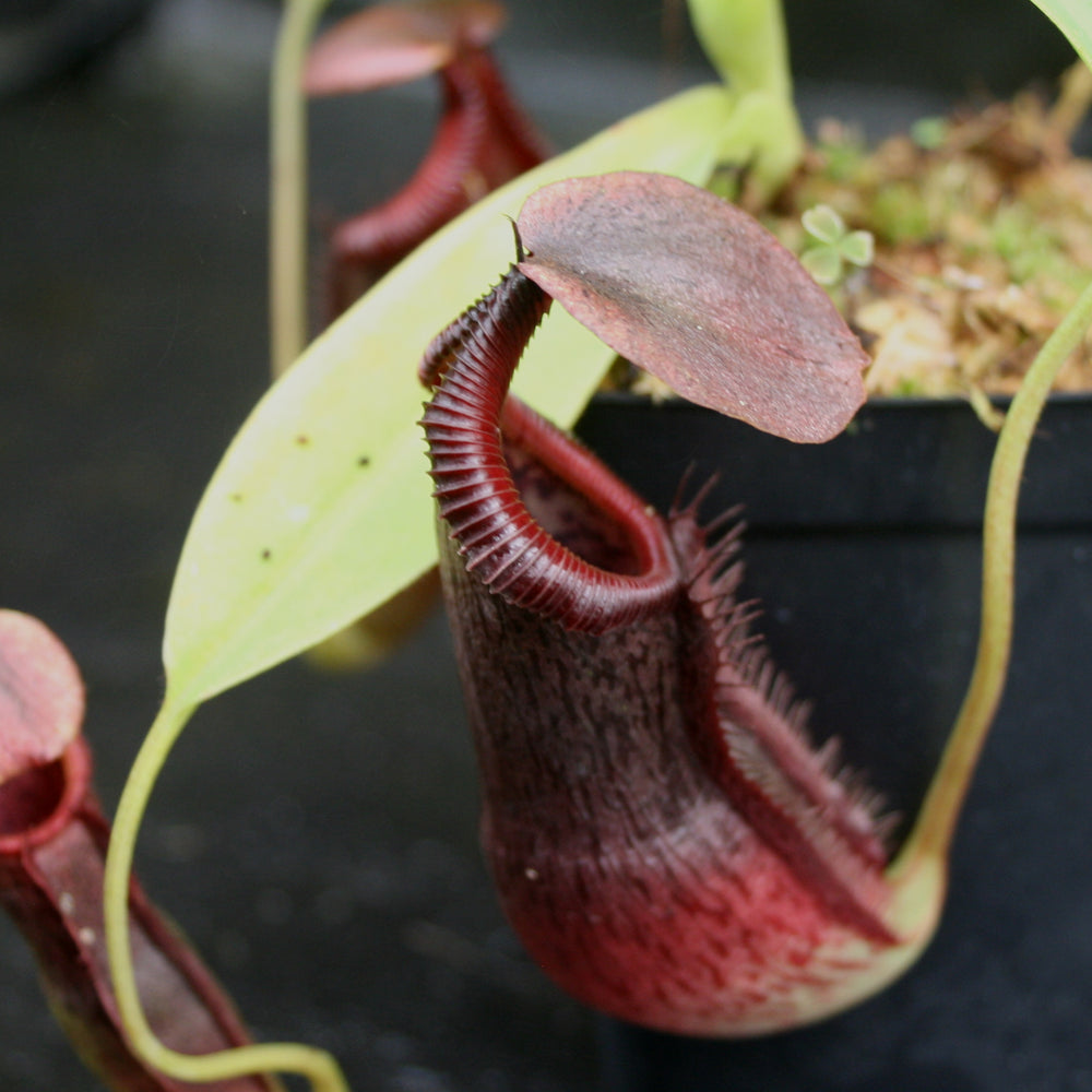 
                      
                        Nepenthes singalana x (burbidgeae x edwardsiana), BE-3984
                      
                    