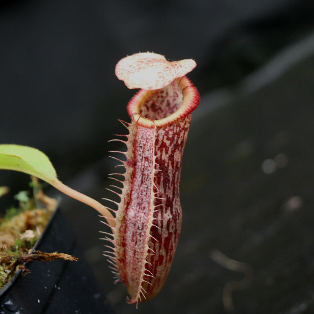 
                      
                        Nepenthes singalana x (burbidgeae x edwardsiana), BE-3984
                      
                    