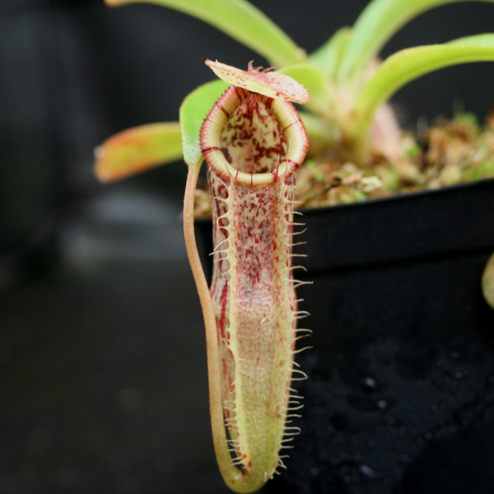 
                      
                        Nepenthes singalana x (burbidgeae x edwardsiana), BE-3984
                      
                    