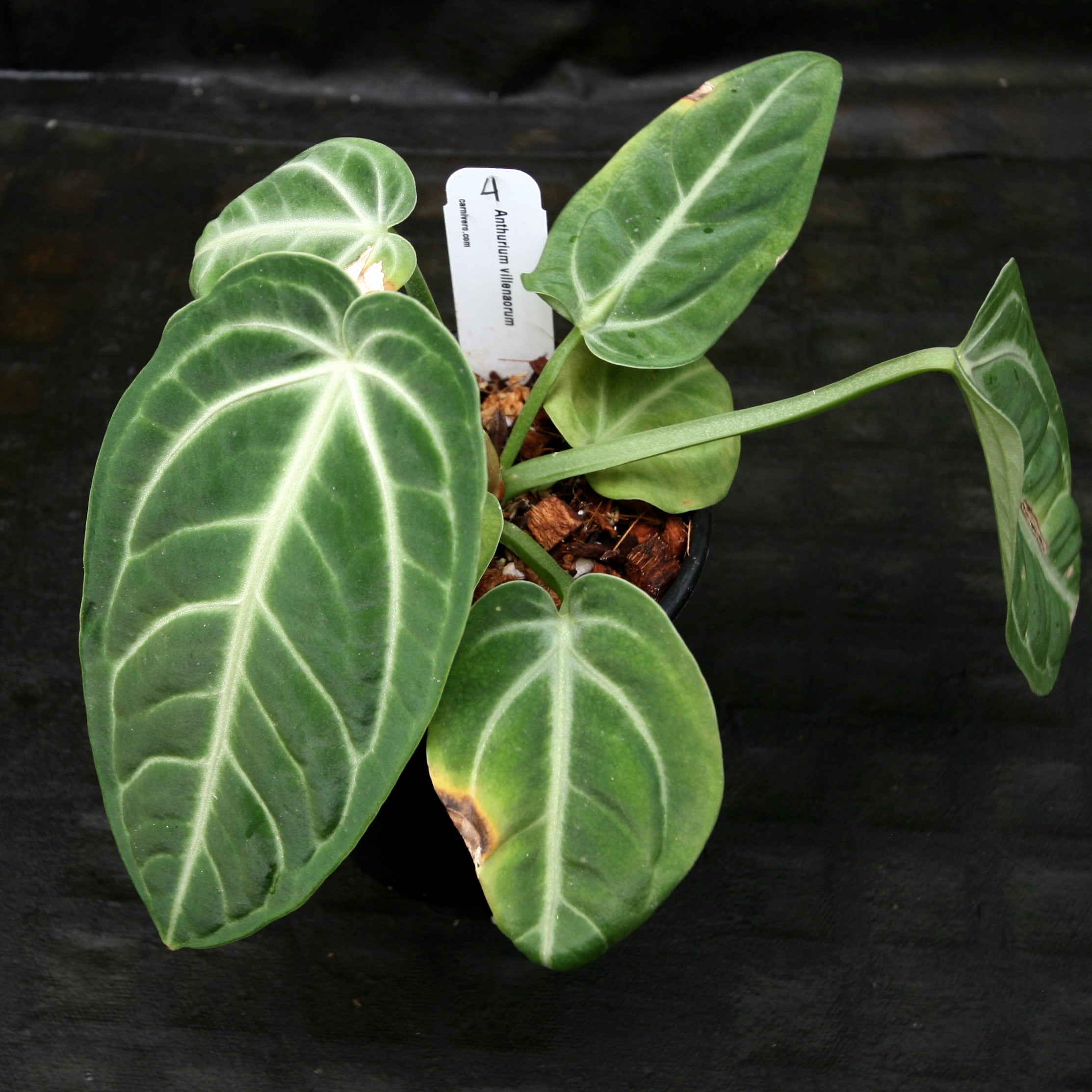 Anthurium villenaorum – Carnivero