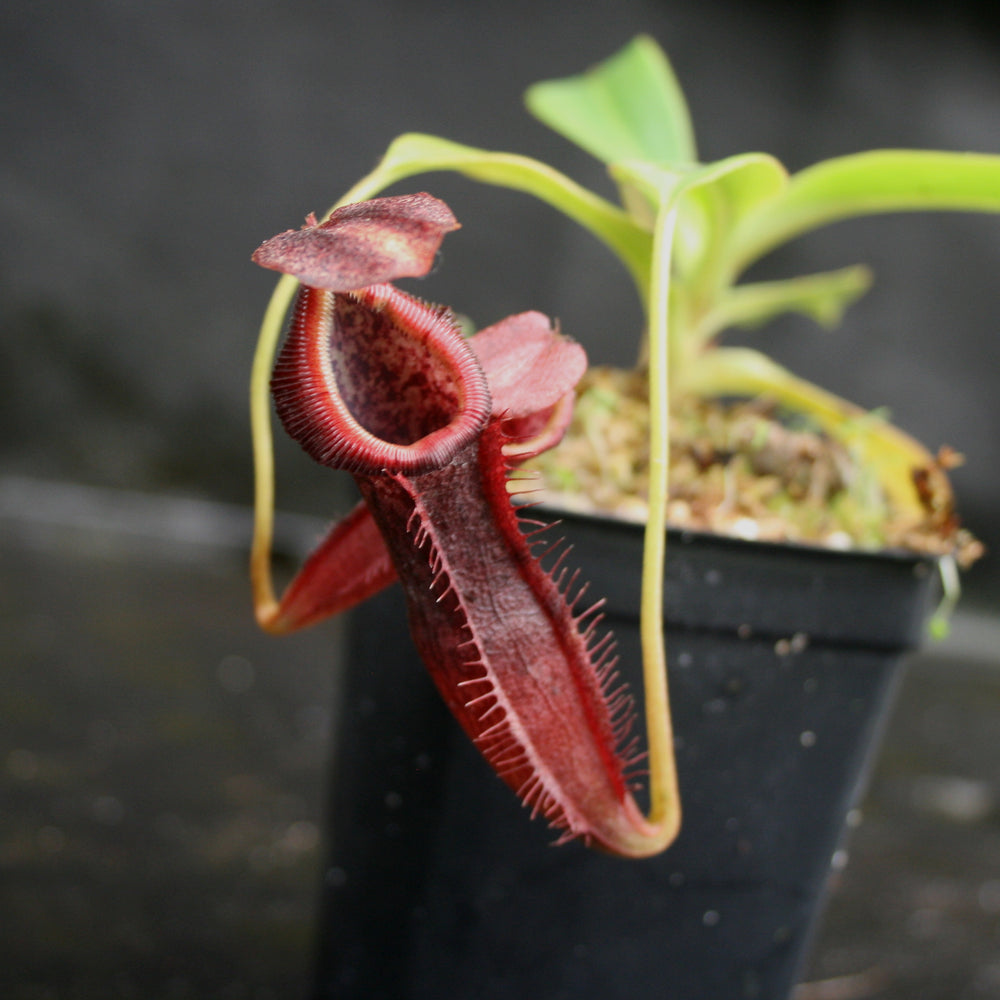 
                      
                        Nepenthes singalana x (burbidgeae x edwardsiana), BE-3984
                      
                    