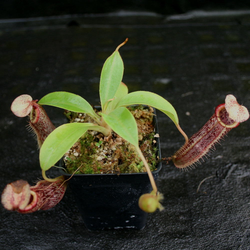 
                      
                        Nepenthes singalana x (burbidgeae x edwardsiana), BE-3984
                      
                    