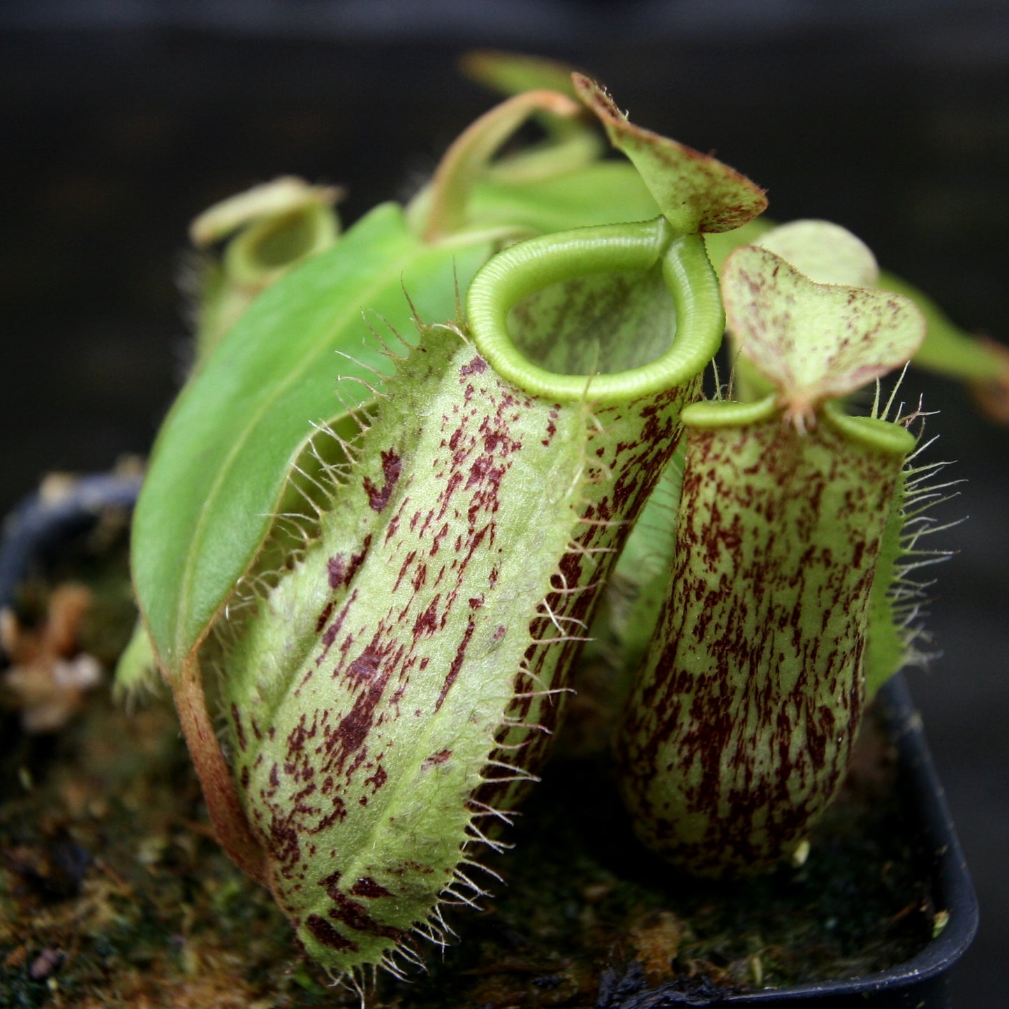 Nepenthes ampullaria Red Tricolor x (sibuyanensis x merrilliana), CAR-0244