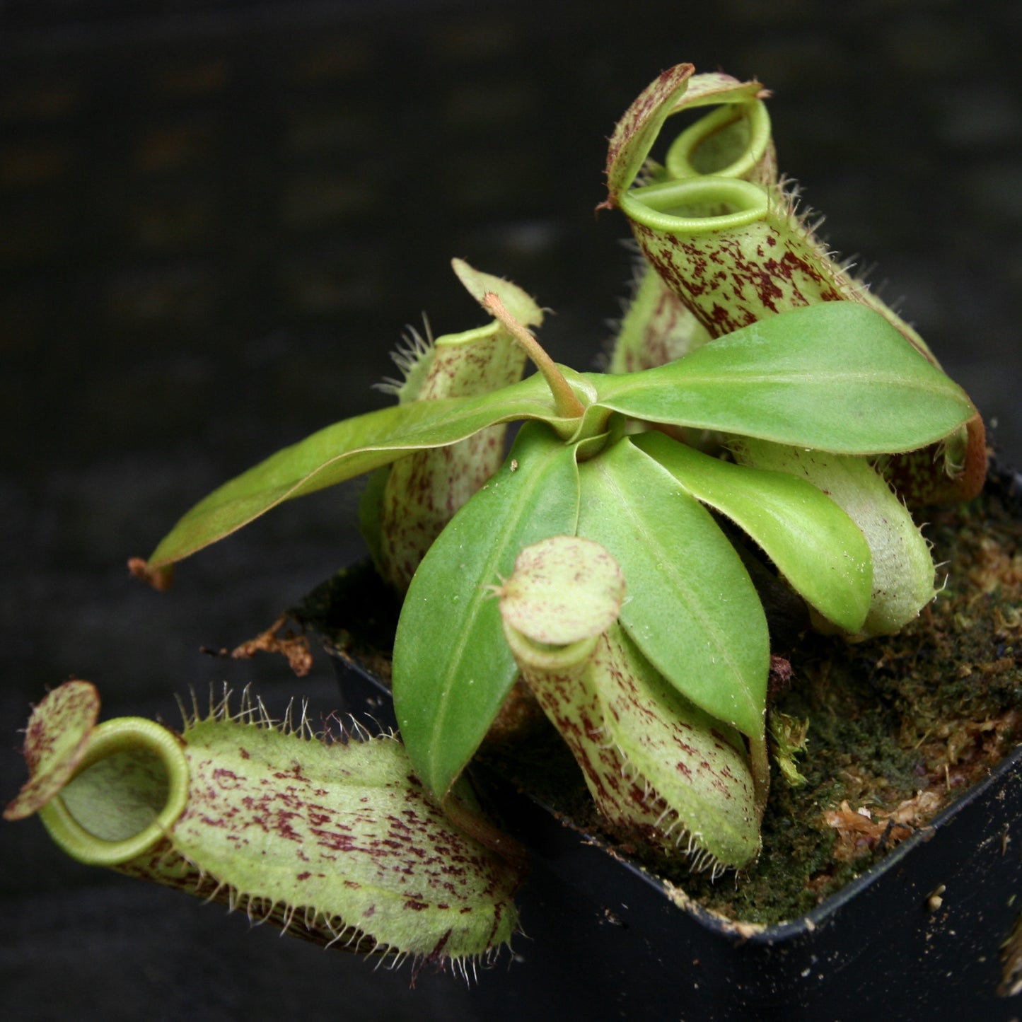 Nepenthes ampullaria Red Tricolor x (sibuyanensis x merrilliana), CAR-0244