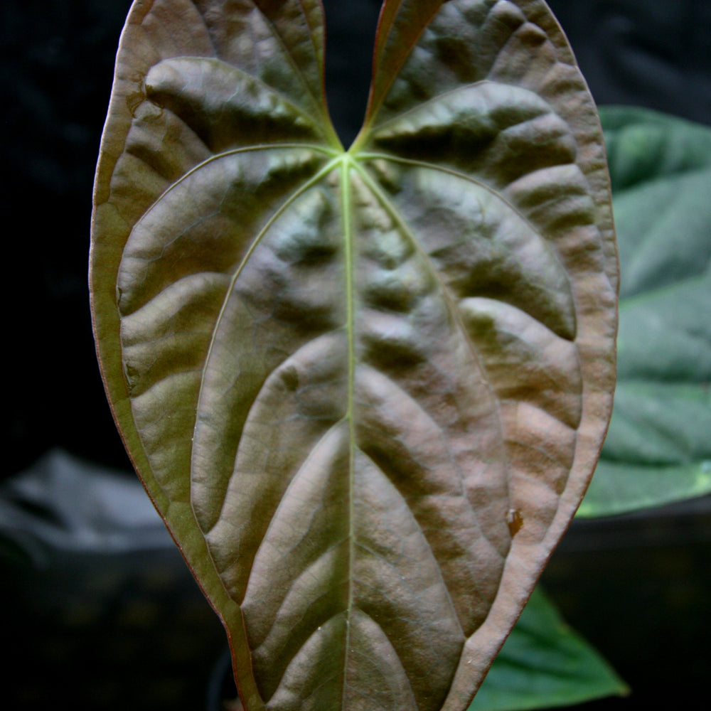 Anthurium papillilaminum x luxurians, CAR-0247