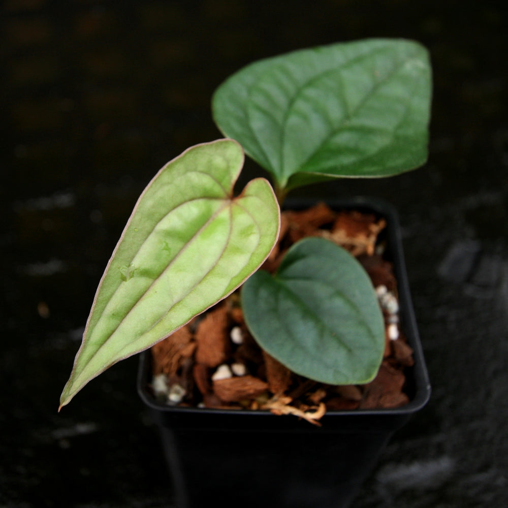 
                      
                        Anthurium papillilaminum x luxurians, CAR-0247
                      
                    