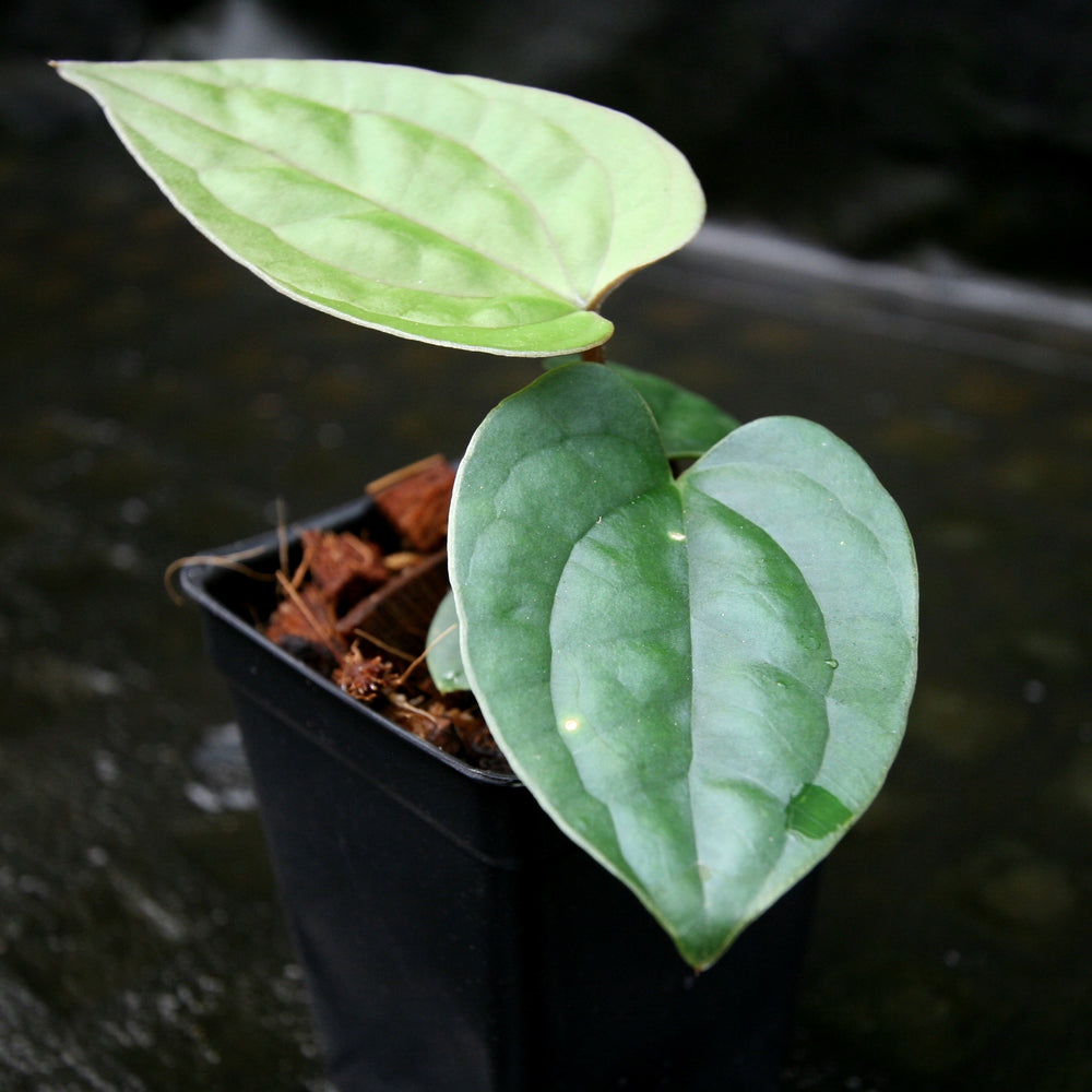 
                      
                        Anthurium papillilaminum x luxurians, CAR-0247
                      
                    