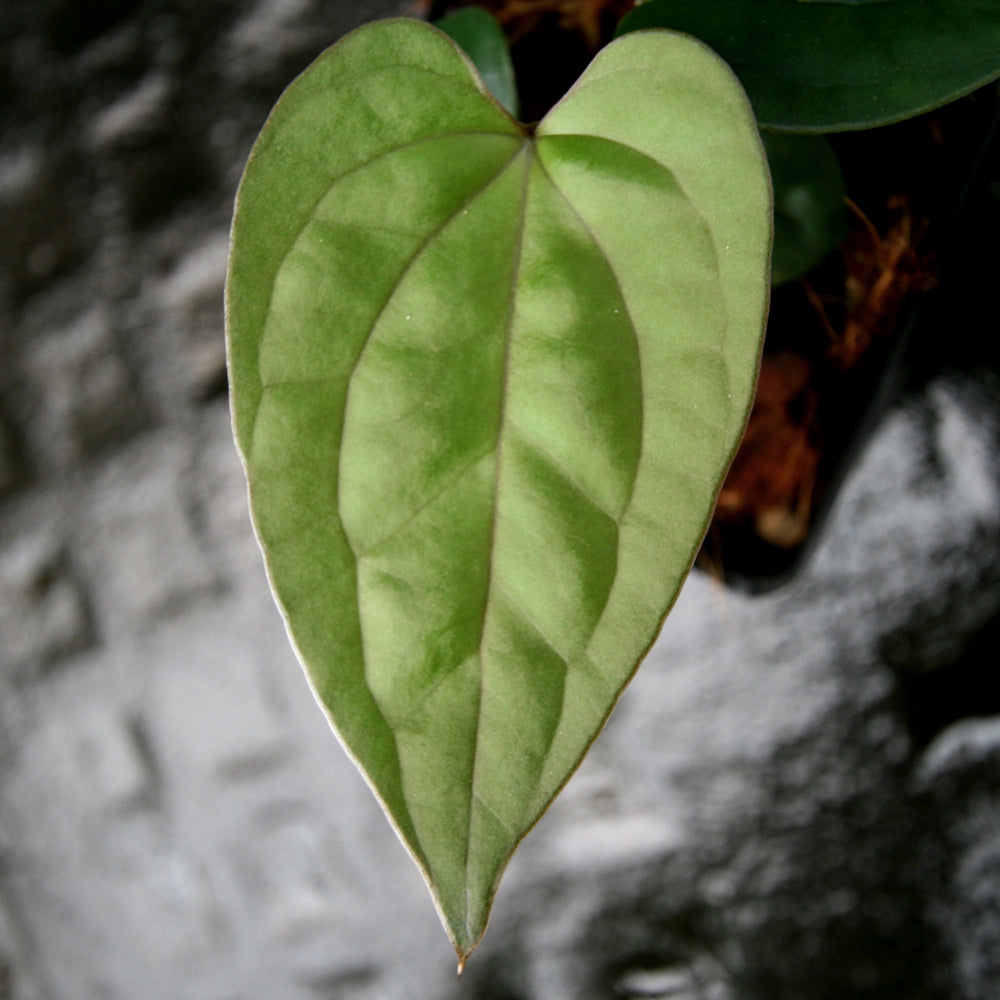 
                      
                        Anthurium papillilaminum x luxurians, CAR-0247
                      
                    