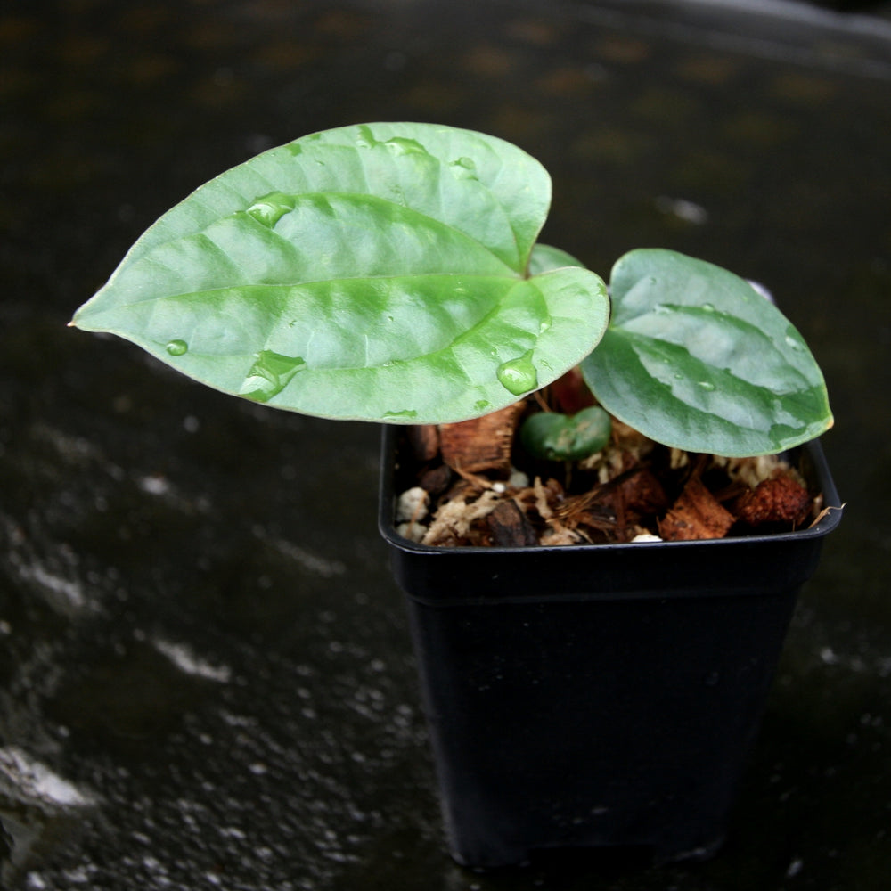 
                      
                        Anthurium papillilaminum x luxurians, CAR-0247
                      
                    