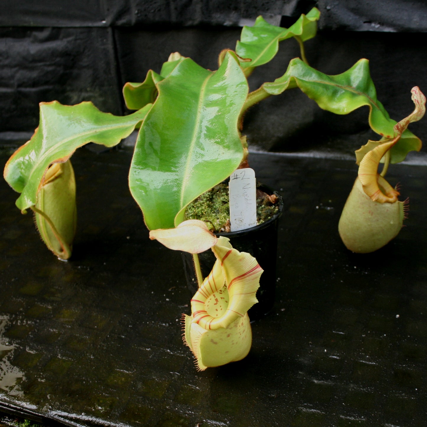 Nepenthes veitchii Bareo - specimen 2