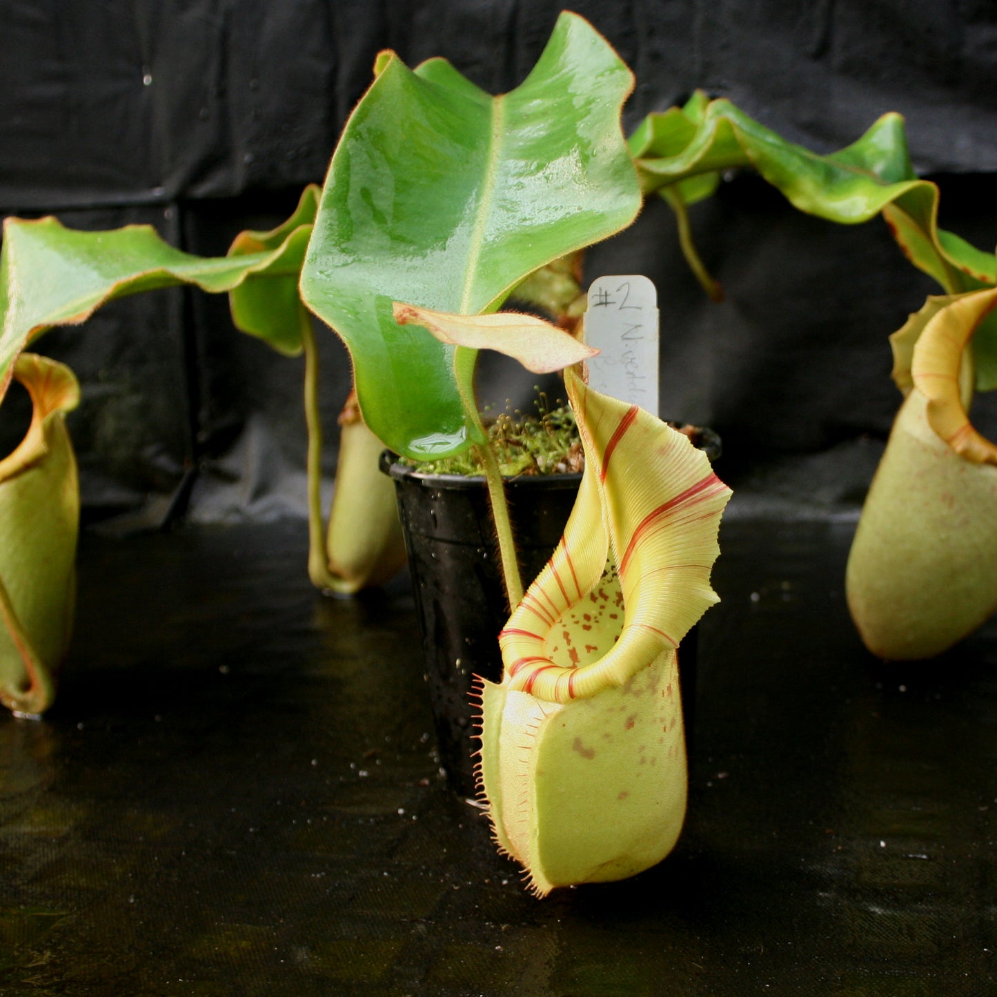 Nepenthes veitchii Bareo - specimen 2