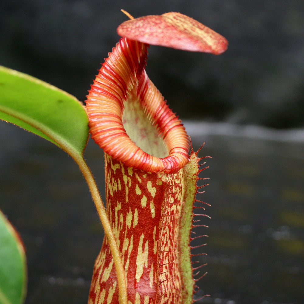 Nepenthes spectabilis x edwardsiana