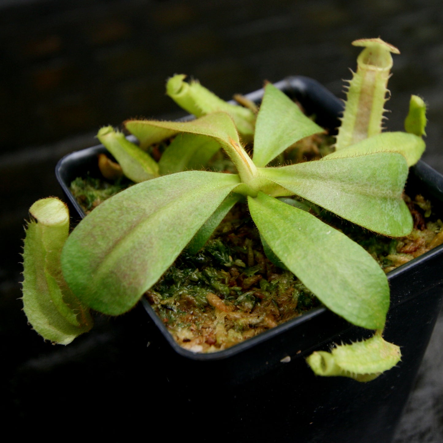 Nepenthes veitchii ((k) #1 x (m) #2), CAR-0250