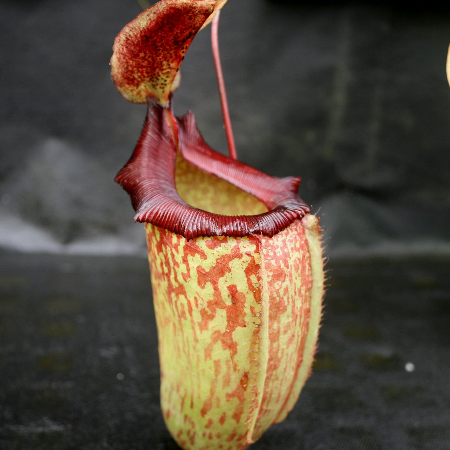 Nepenthes sibuyanensis x tiveyi