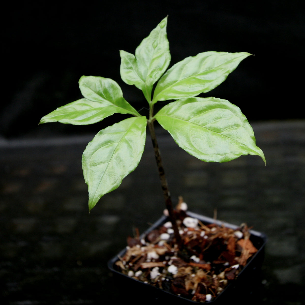 Amorphophallus lambii – Carnivero