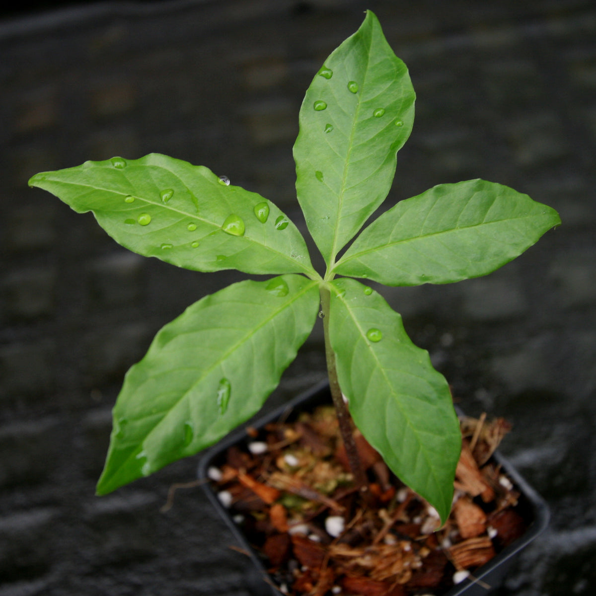 Amorphophallus Prainii – Carnivero