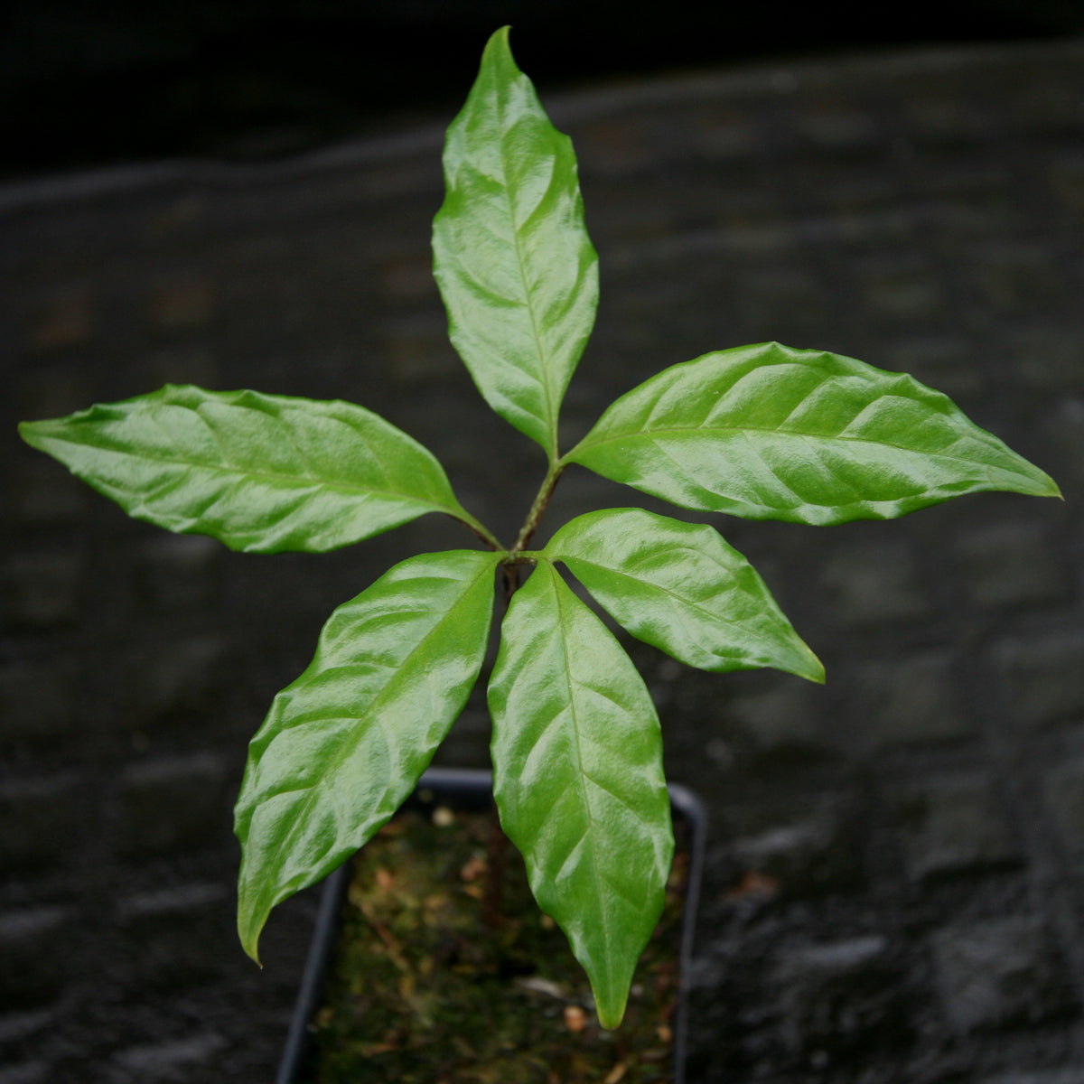 Amorphophallus plicatus – Carnivero