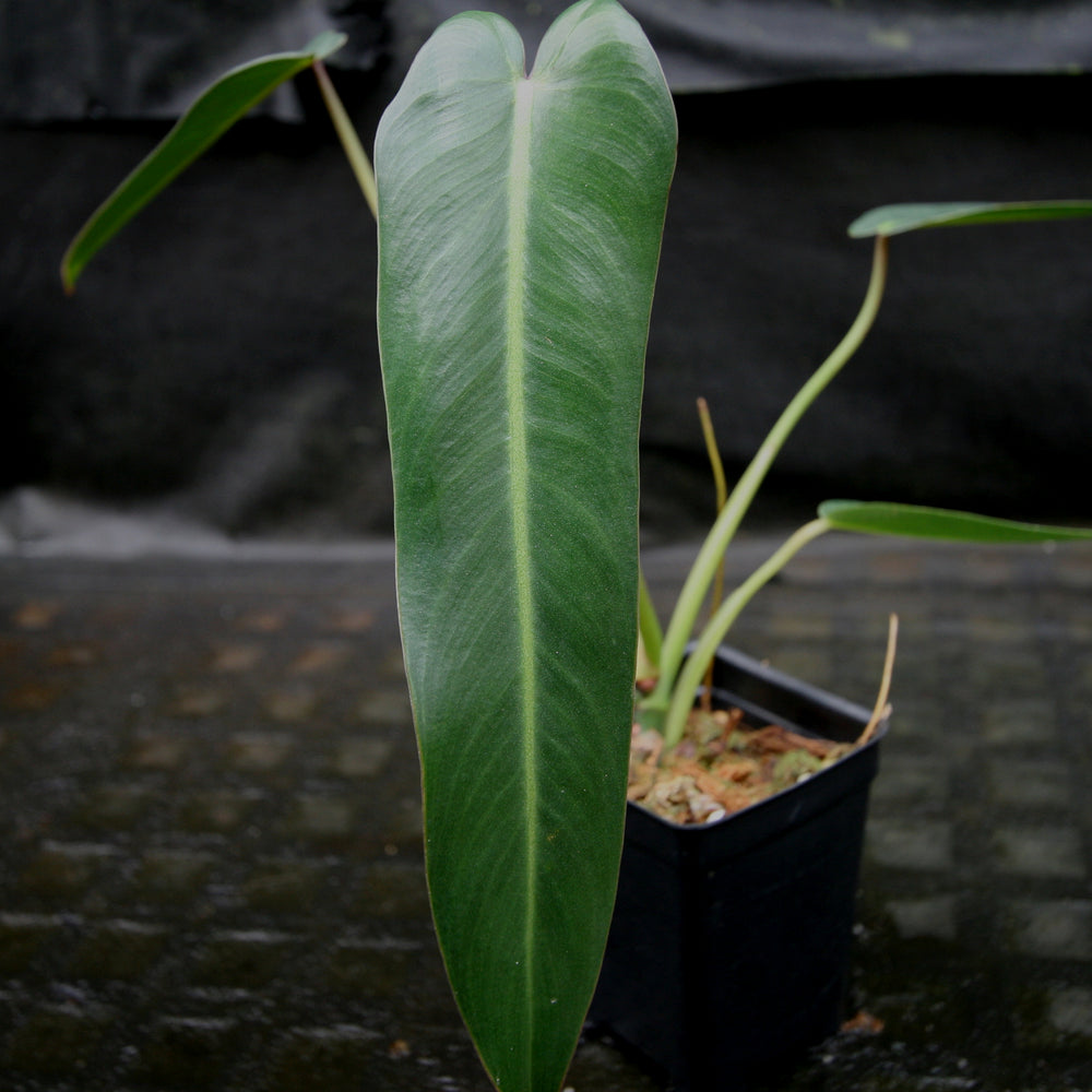 
                      
                        Philodendron spiritus sancti
                      
                    