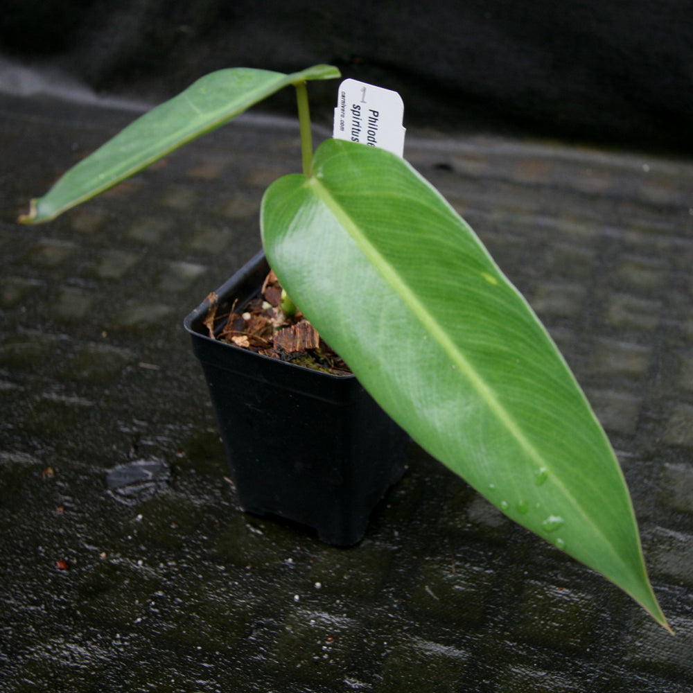 
                      
                        Philodendron spiritus sancti
                      
                    