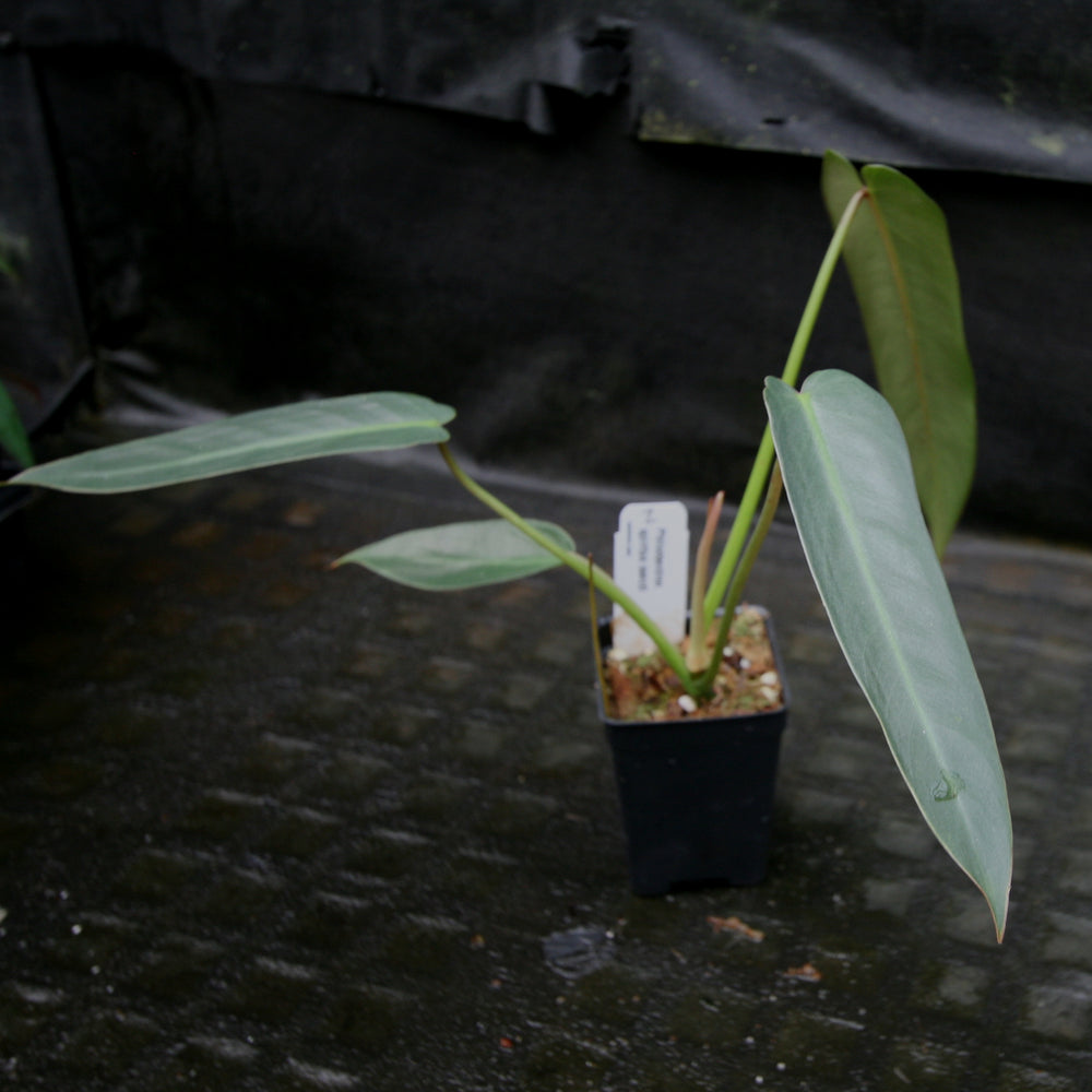 
                      
                        Philodendron spiritus sancti
                      
                    