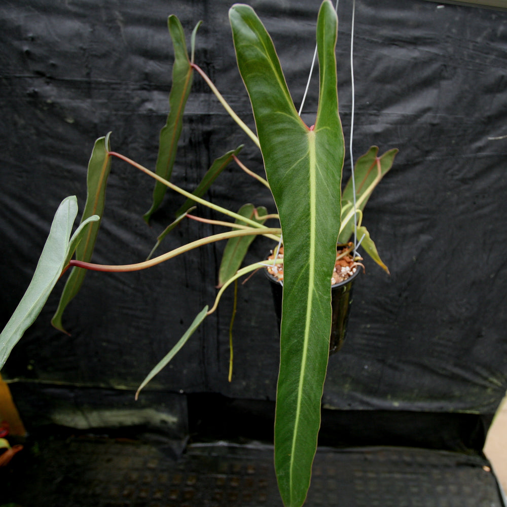 
                      
                        Philodendron spiritus sancti
                      
                    