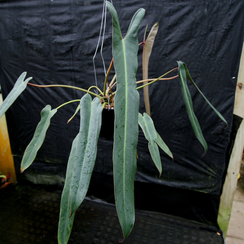 
                      
                        Philodendron spiritus sancti
                      
                    