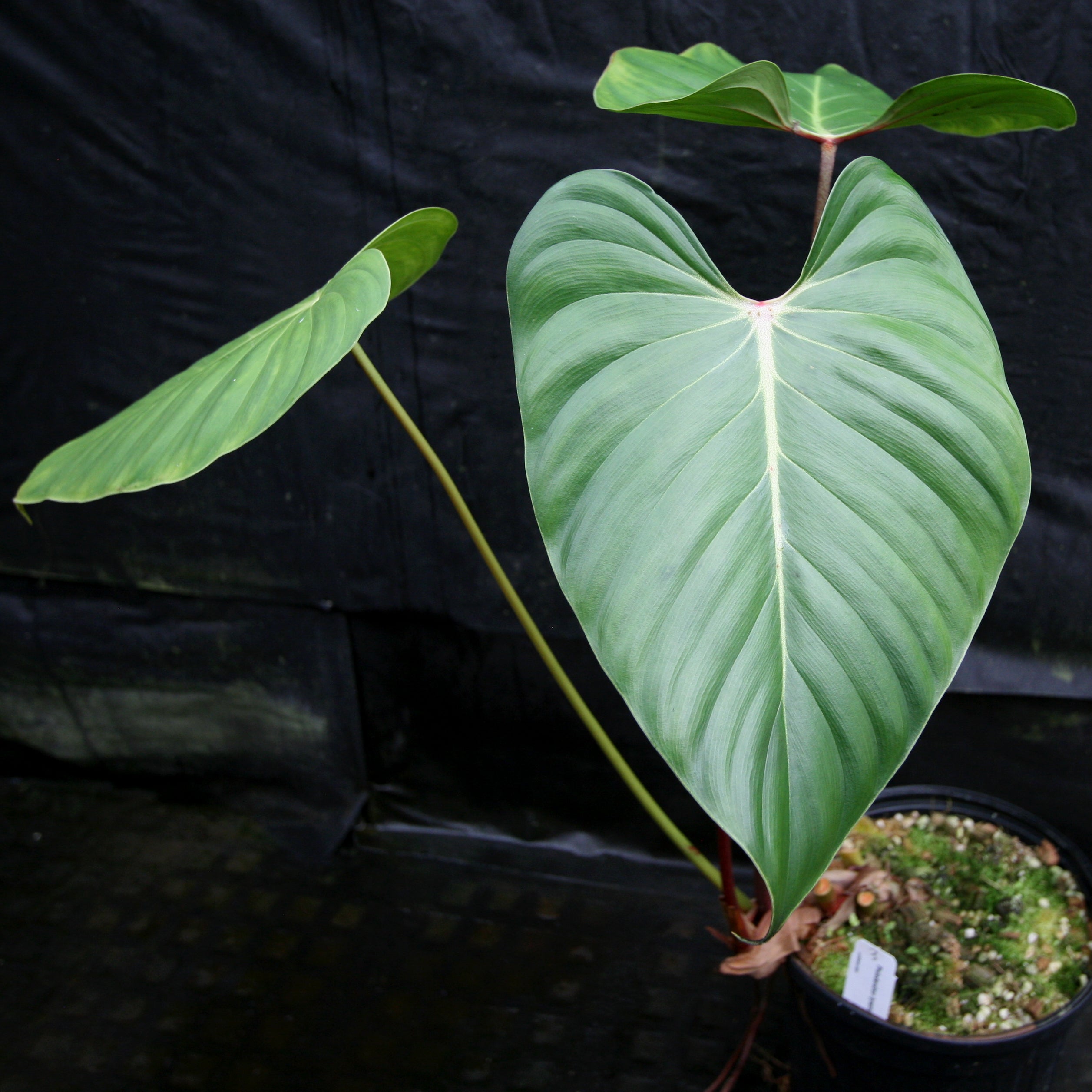 Philodendron lynamii – Carnivero