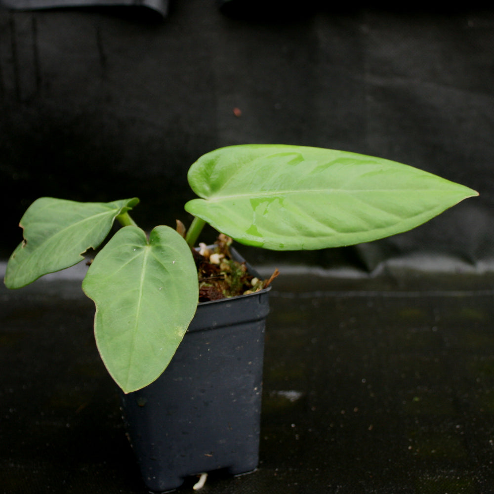 Anthurium pulcachense