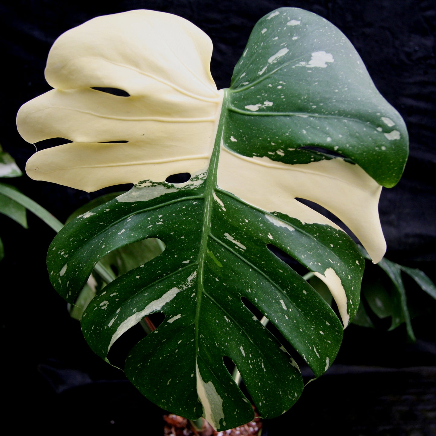 Monstera deliciosa 'Thai Constellation'