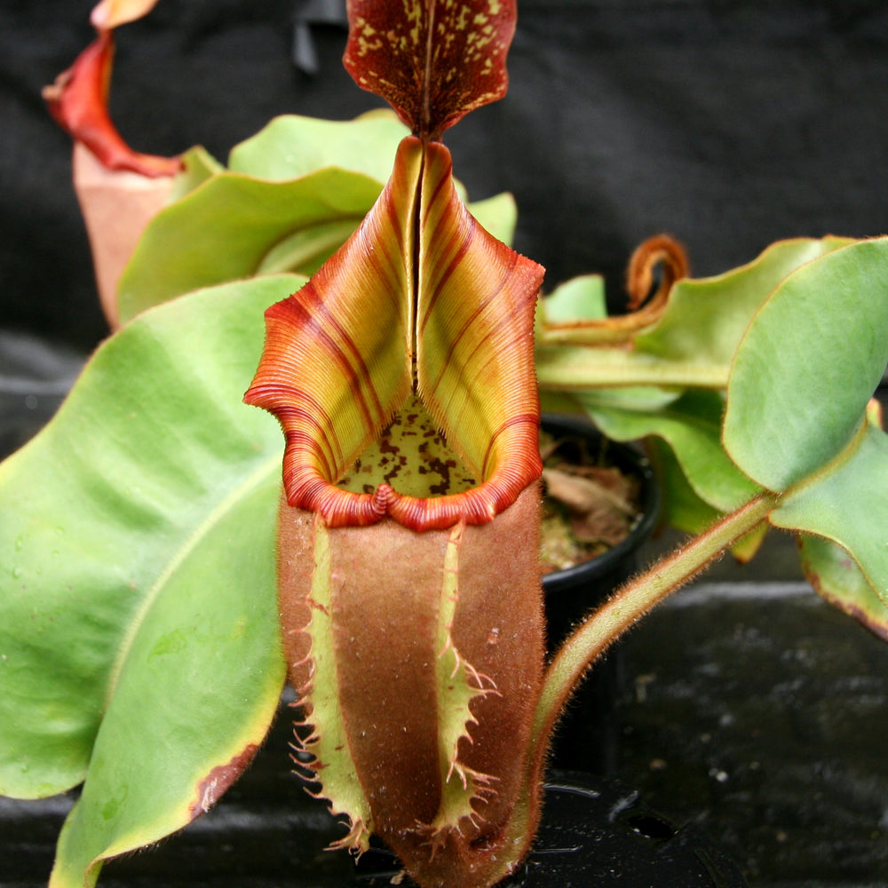 Nepenthes veitchii (#5 x 