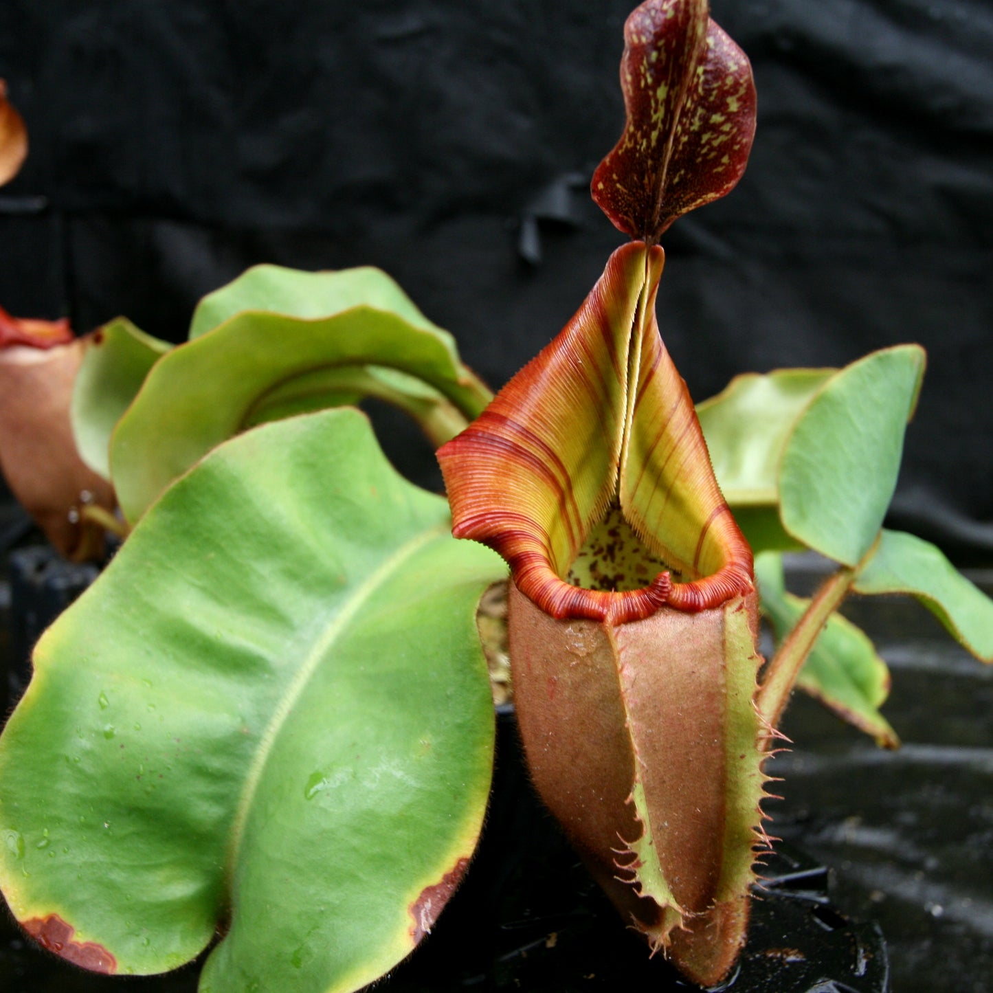 Nepenthes veitchii (#5 x "Pink Candy Cane"), CAR-0102