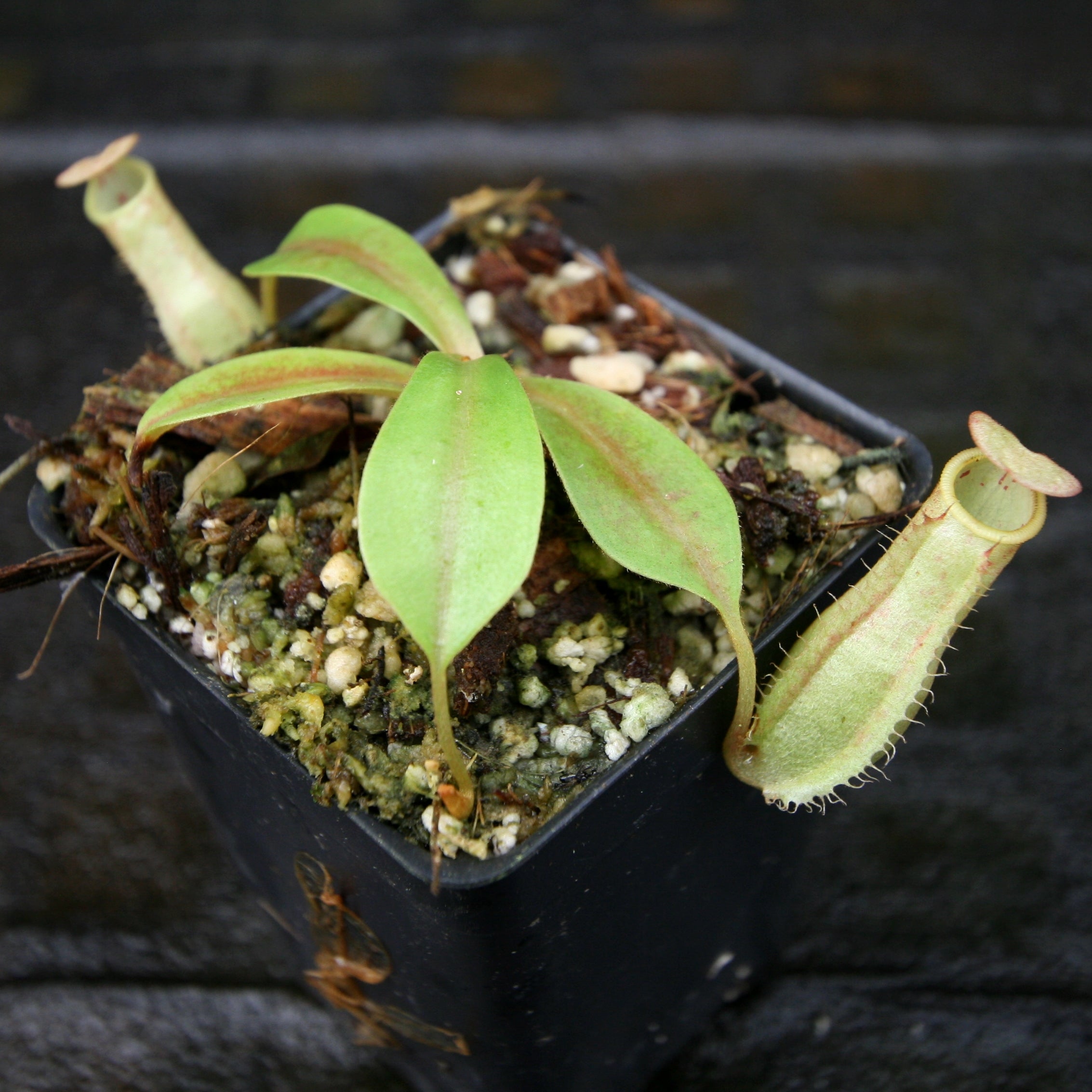 Nepenthes [(lowii x veitchii) x boschiana] x (maxima x veitchii) – Carnivero