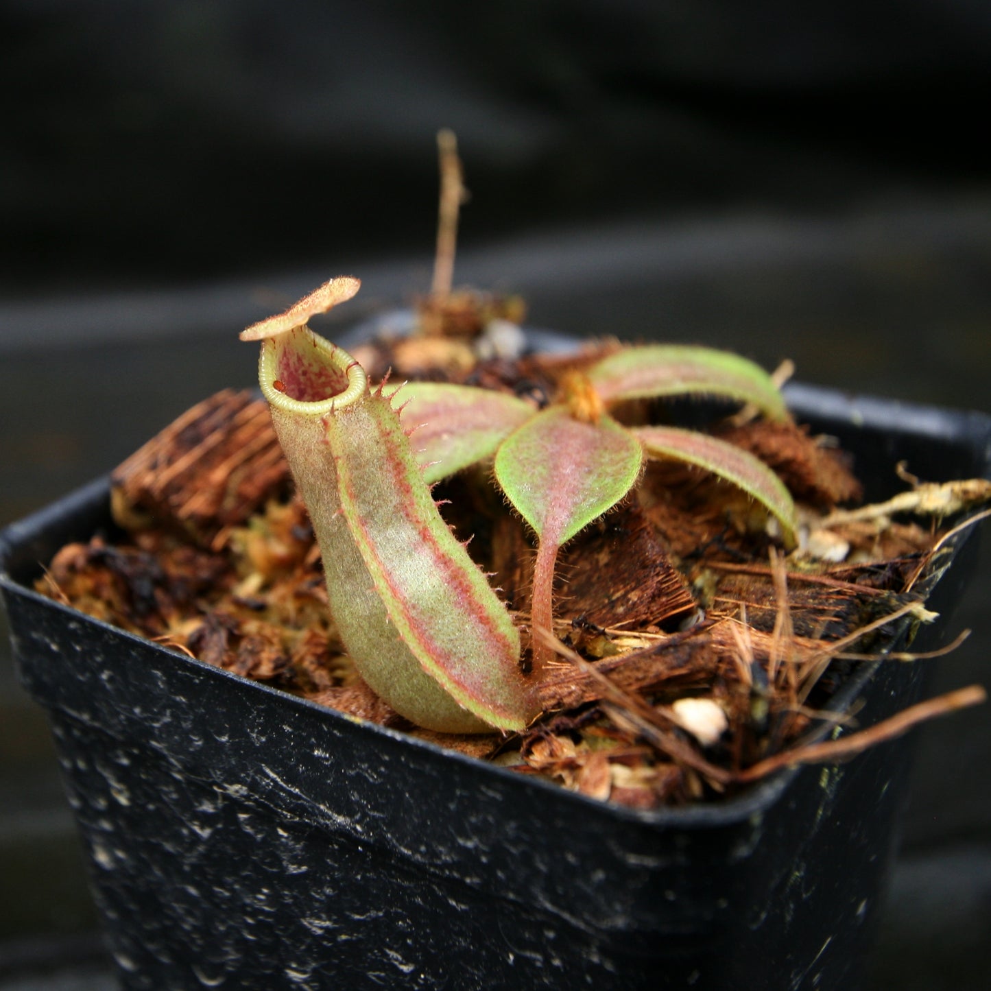 Nepenthes veitchii (Hose Mountains x Bareo)