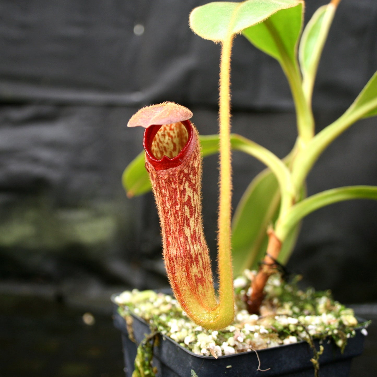 Nepenthes klossii, clone 237