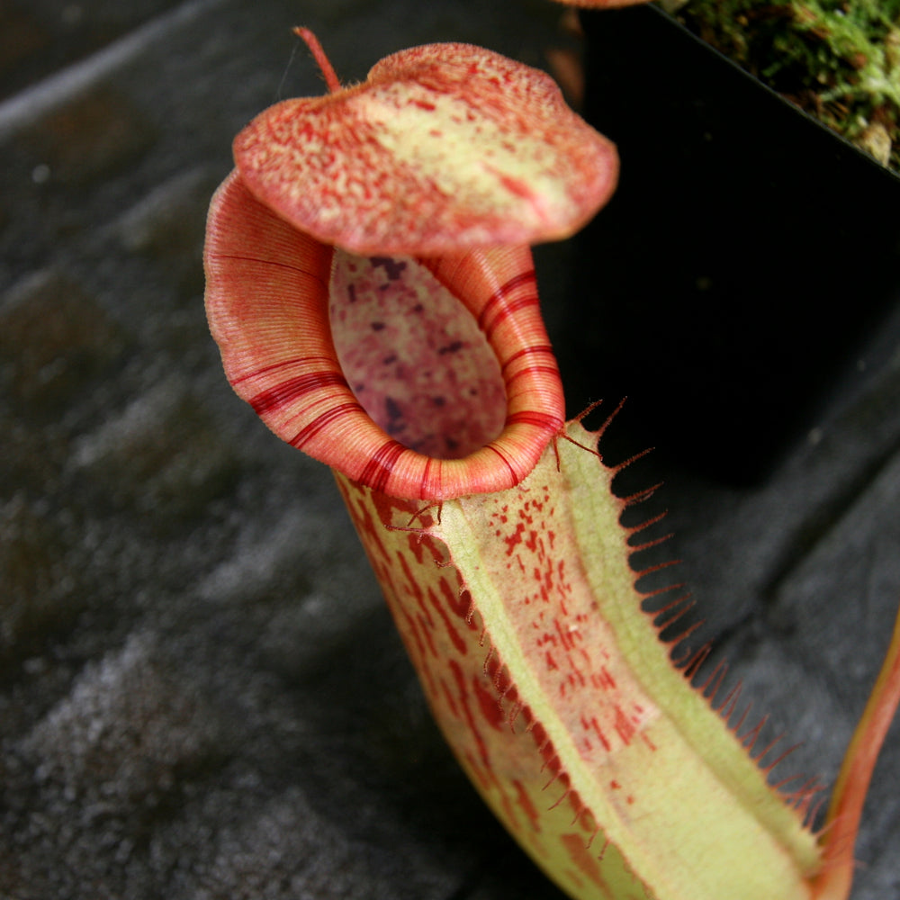 Nepenthes veitchii JB x boschiana JB, CAR-0148, pitcher plant, carnivorous plant, collectors plant, large pitchers, rare plants