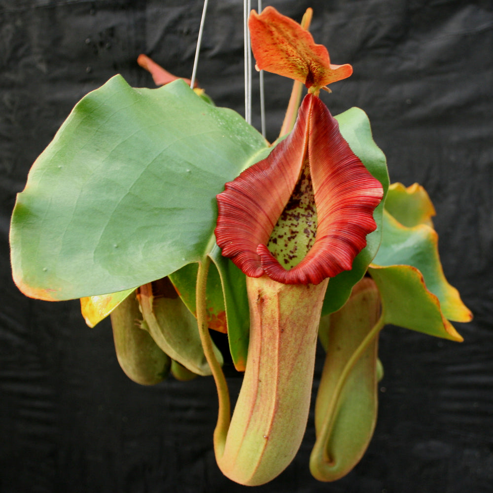 
                      
                        Nepenthes truncata (d) x Pasian Red, CAR-0103
                      
                    