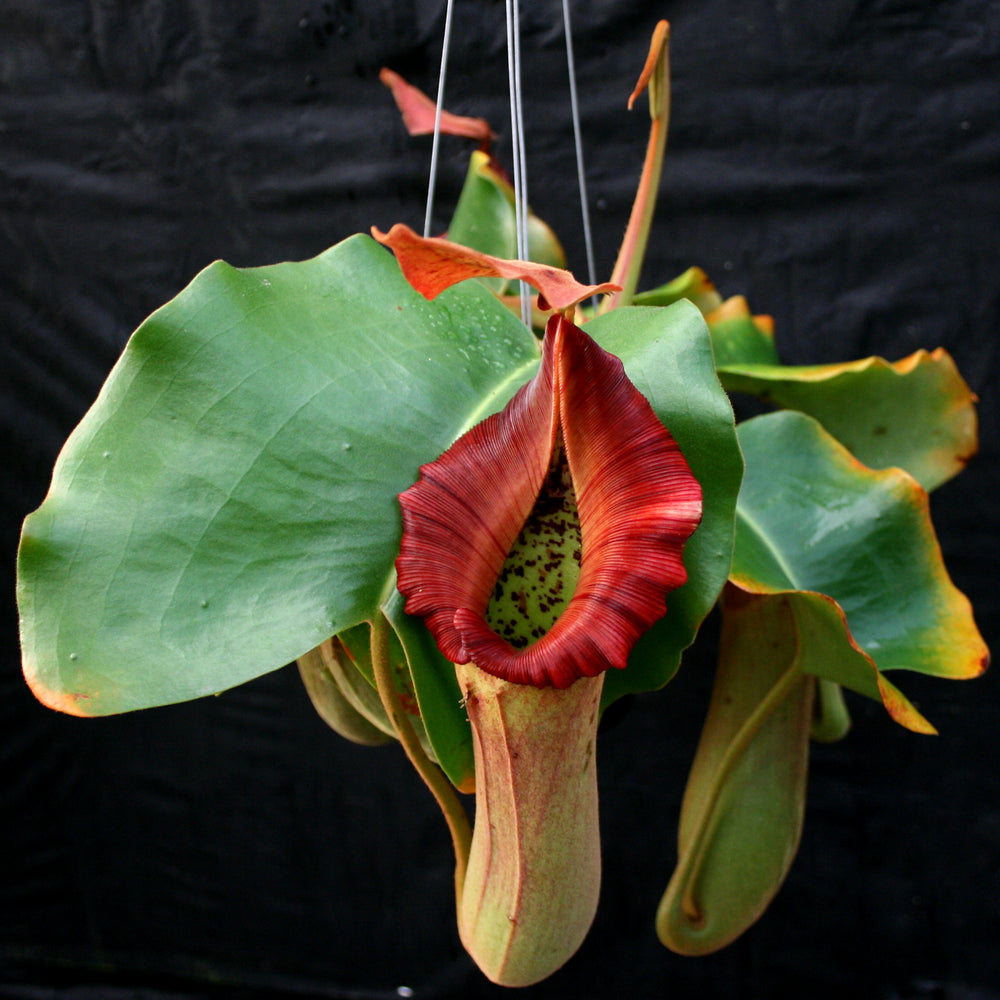 
                      
                        Nepenthes truncata (d) x Pasian Red, CAR-0103
                      
                    