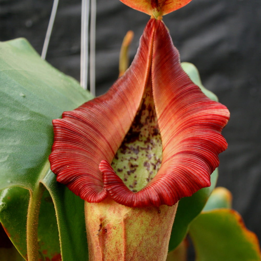 
                      
                        Nepenthes truncata (d) x Pasian Red, CAR-0103
                      
                    